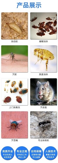 长春市专业消杀服务 免费上门检测，高效除蟑灭鼠
